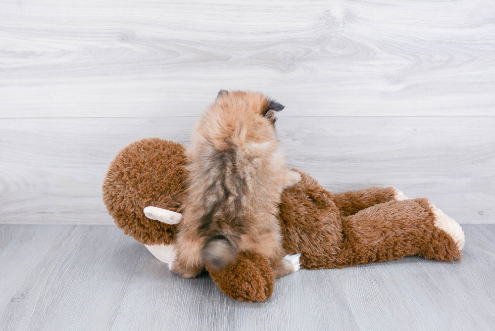 Fluffy Pomeranian Purebred Puppy