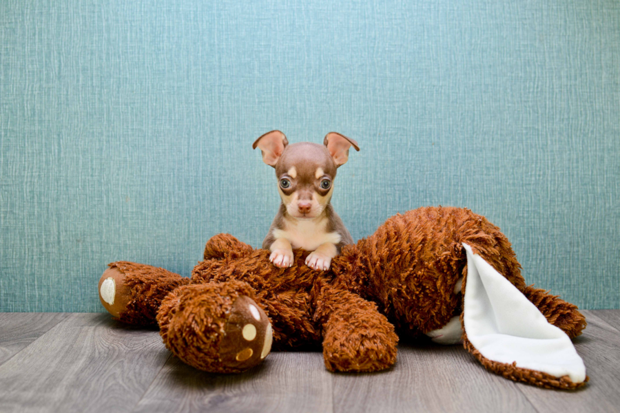 yorkie age span teacup chihuahua puppy yorkie age span teacup chihuahua puppy