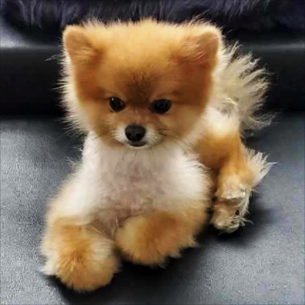 Little Pomeranian Purebred Pup