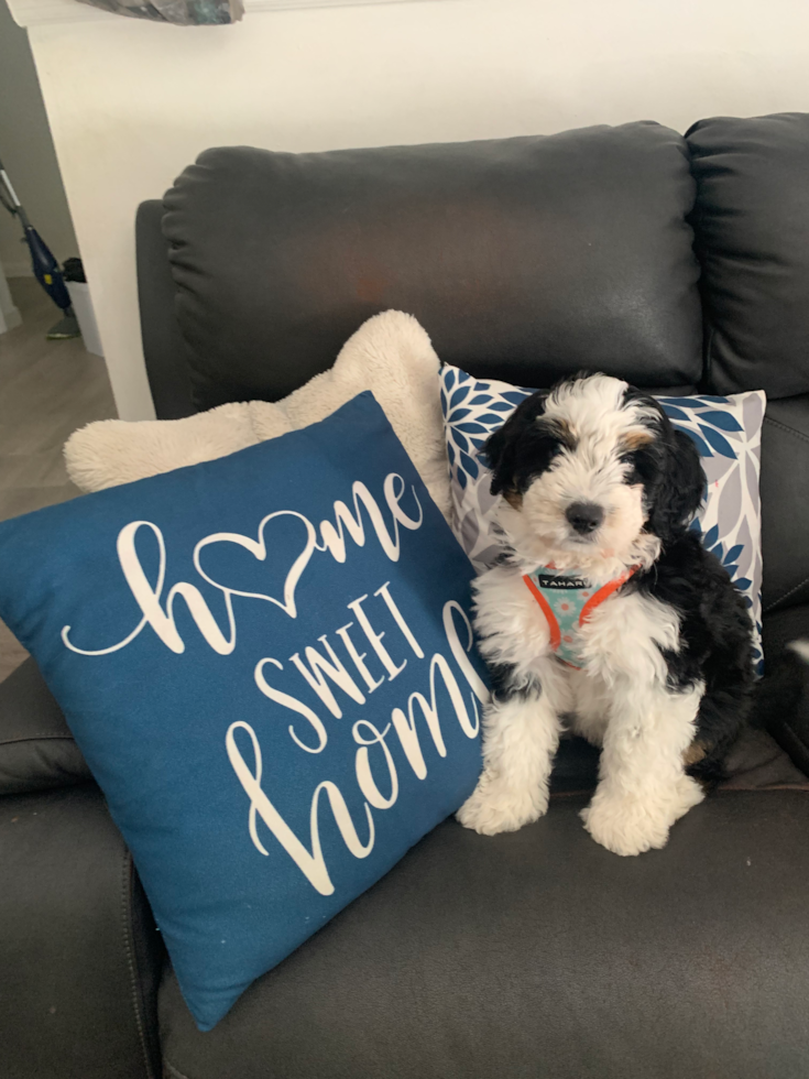 mini bernedoodle puppy sitting on a couch next to a blue pillow - male or female mini bernedoodle