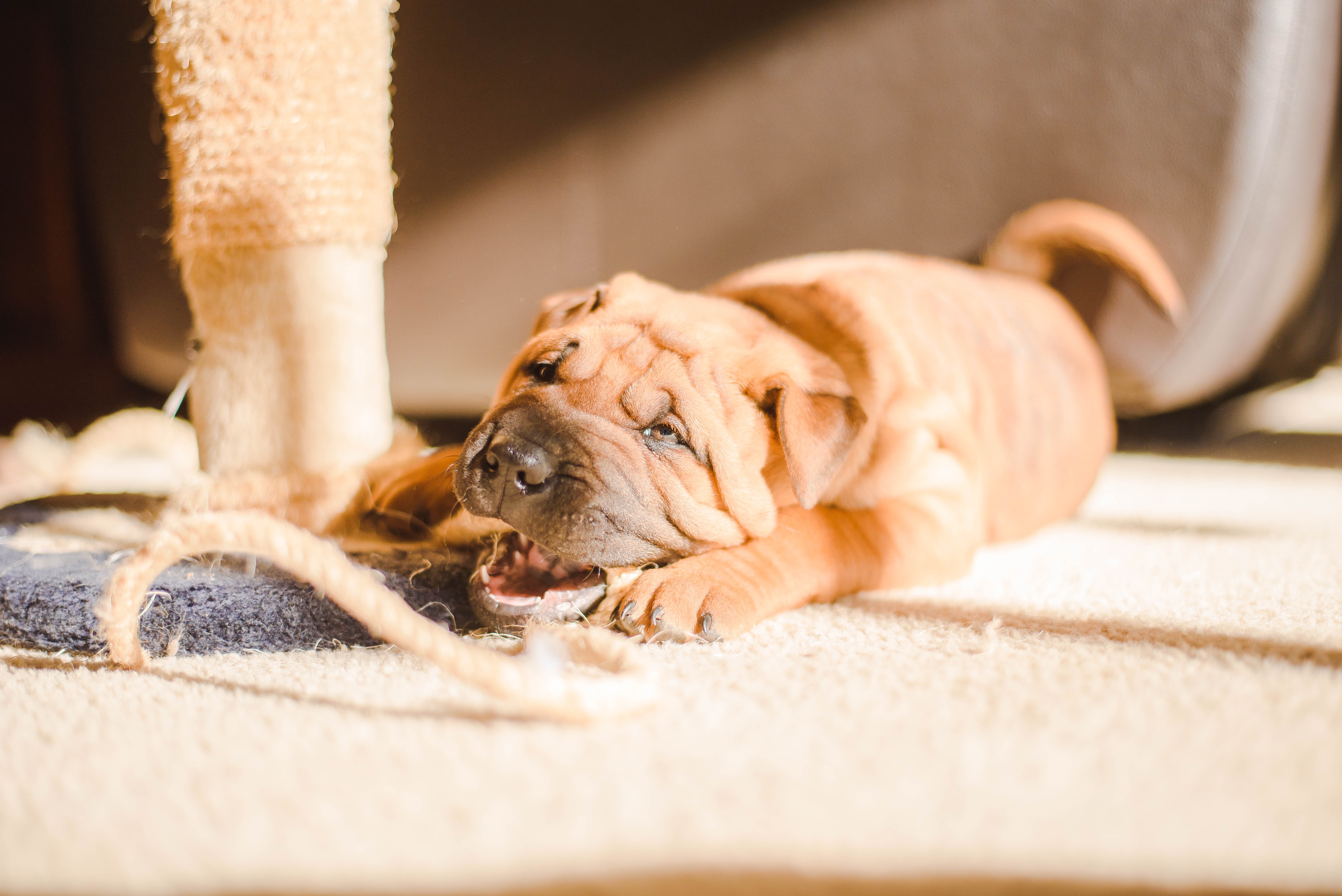 brown dog chewing a rope