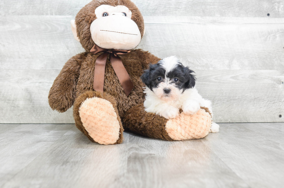 shichon teddy bear puppies for sale