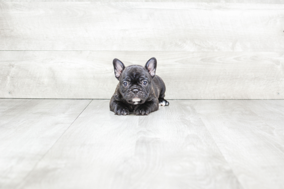 Meet Tasha - our French Bulldog Puppy Photo 3/3 - Premier Pups