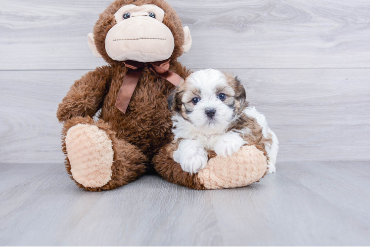 Meet Galaxy - our Teddy Bear Puppy Photo 1/4 - Premier Pups