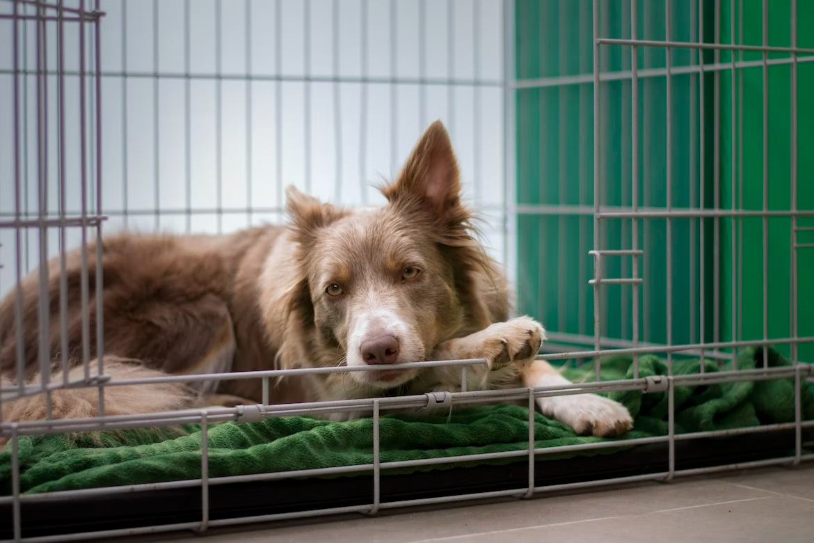 long coat dog resting peacefully in its crate its safe haven