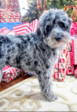 Puppy For Sale Premier Pups Petite Mini Aussiedoodle Poodle Mix Pup