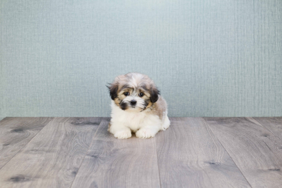Little Shichon Designer Puppy