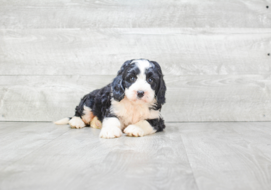 Mini Bernedoodle Pup Being Cute