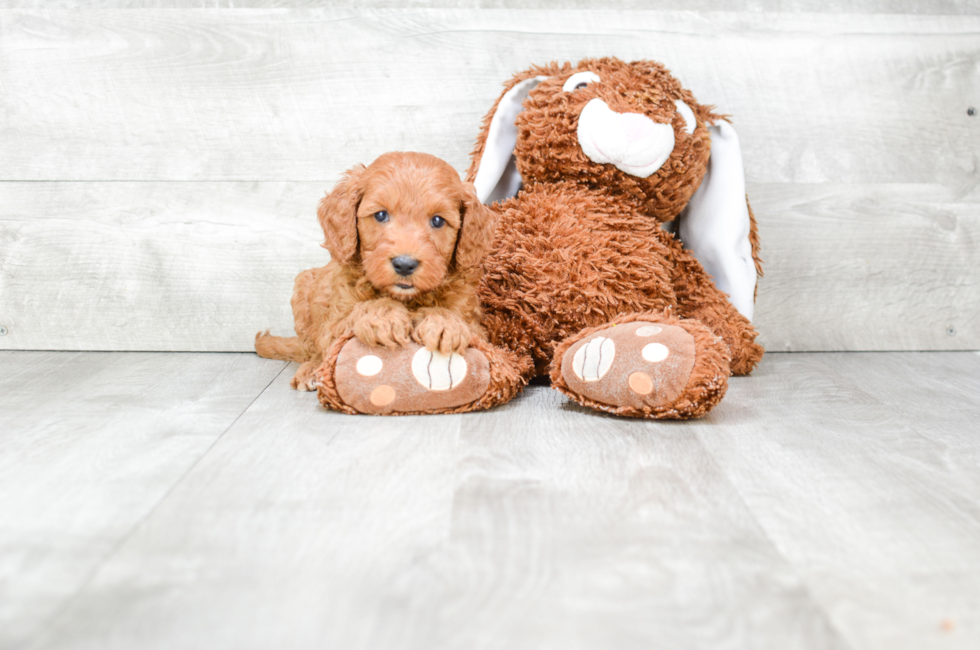 Mini Goldendoodle Puppies for Sale - US Shipping | Premierpups