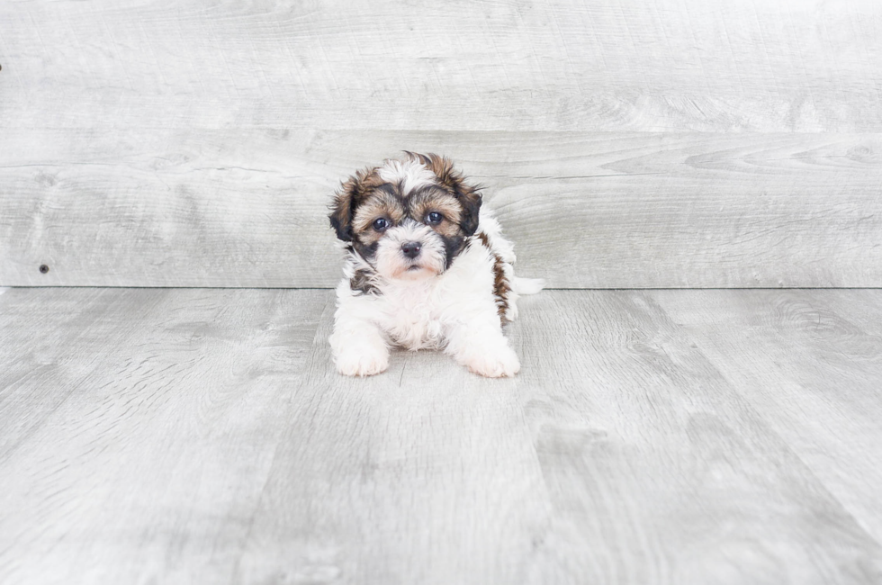 brown shichon puppies