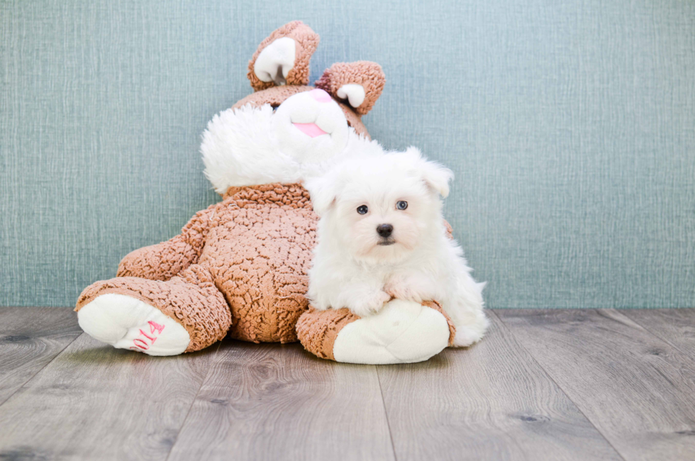 Premier Pups for sale in Ohio Buy or adopt a puppy breed on Premier Pup