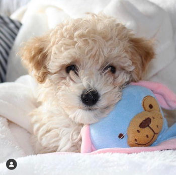 cream and white Maltipoo puppy