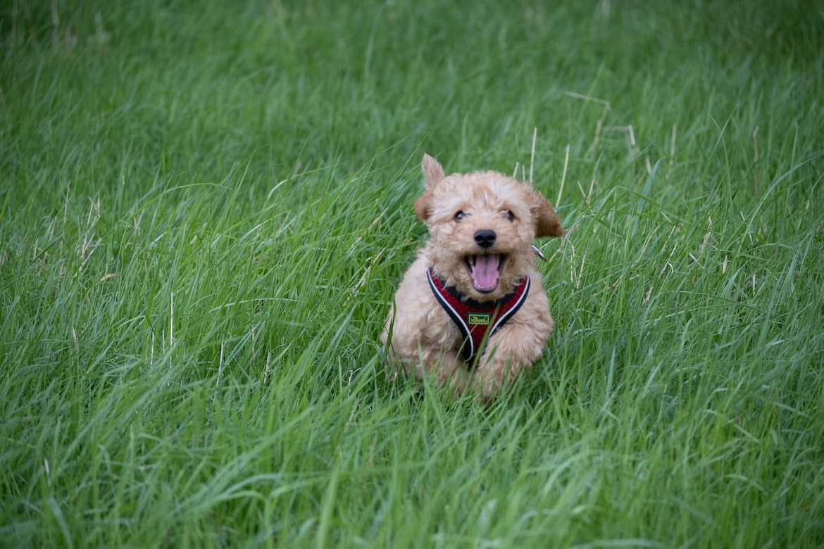 small curly puppy on green grass