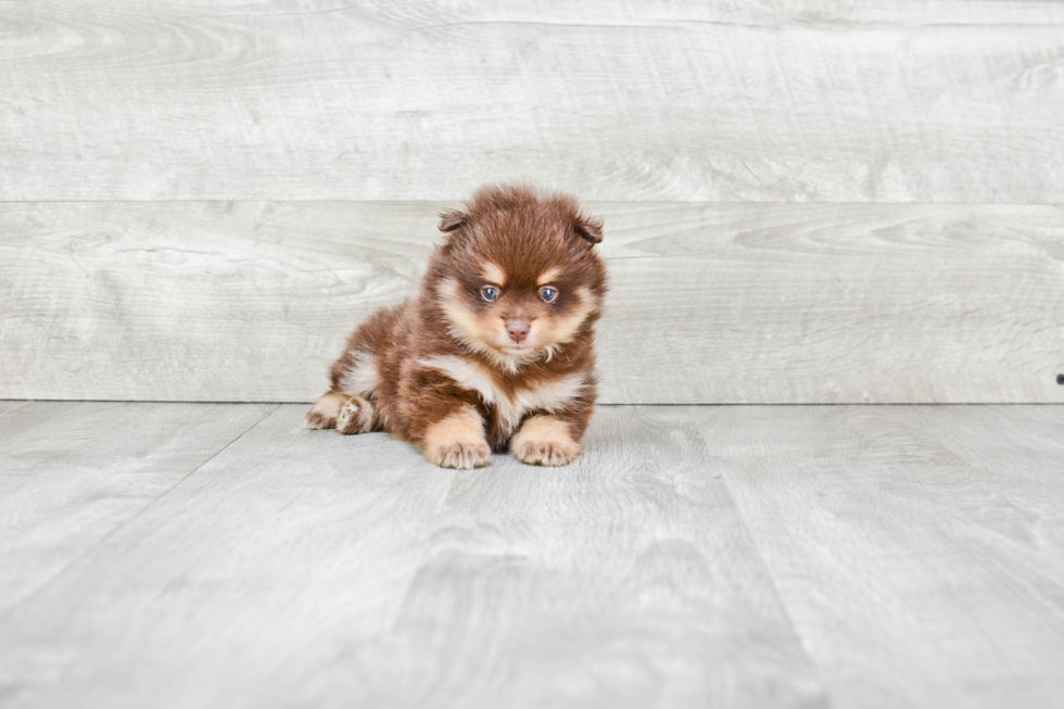 Little Pomeranian Baby