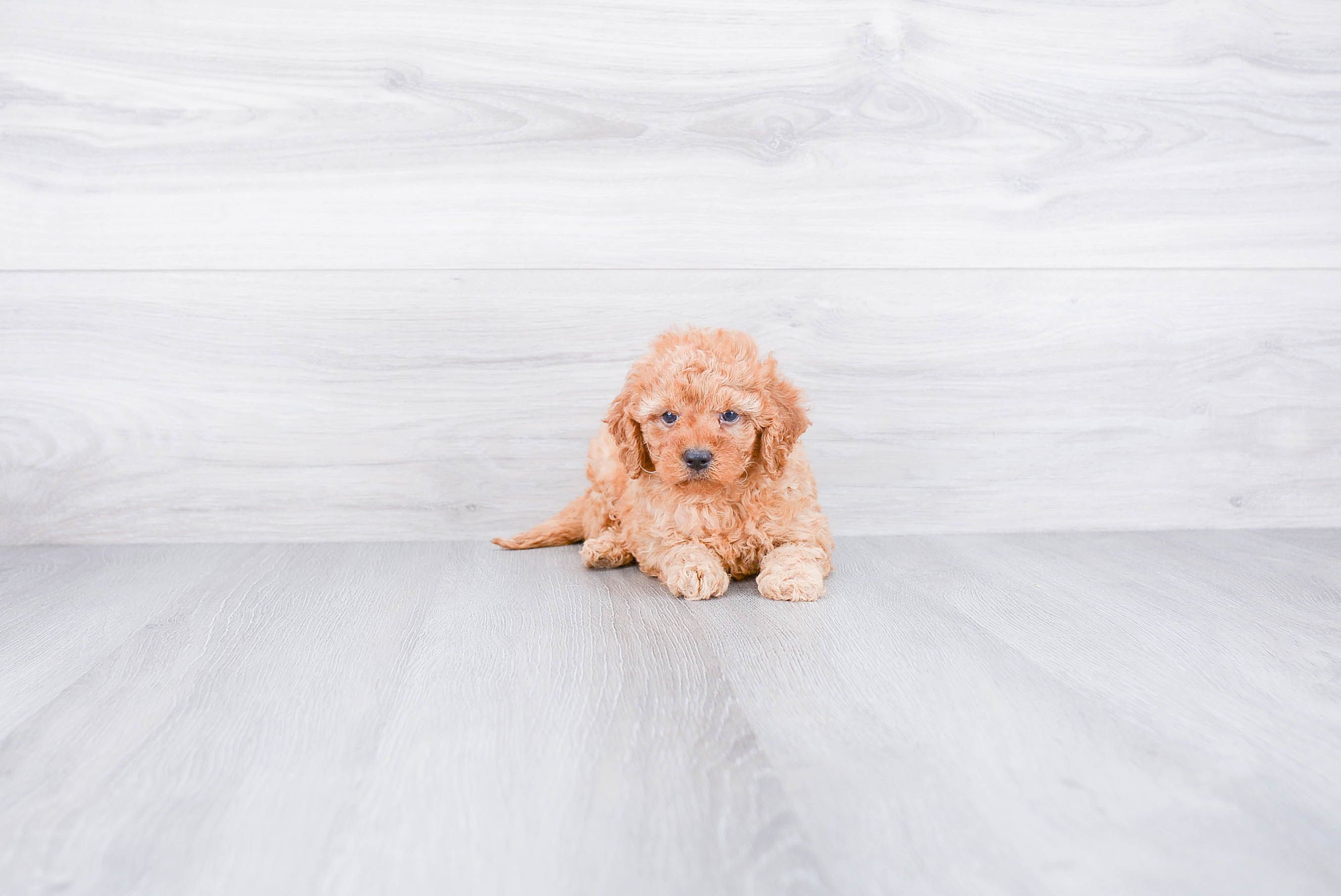 f1b toy goldendoodle