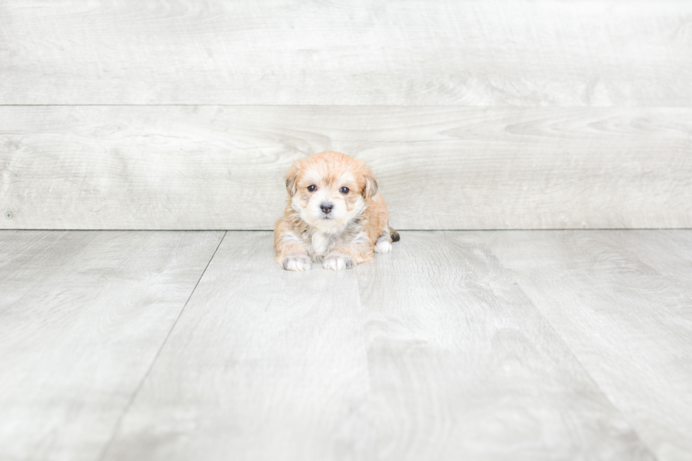 Meet Danica - our Morkie Puppy Photo 3/3 - Premier Pups