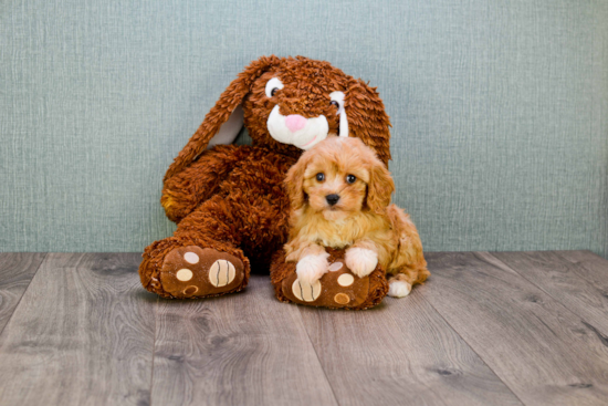 Best Cavapoo Baby