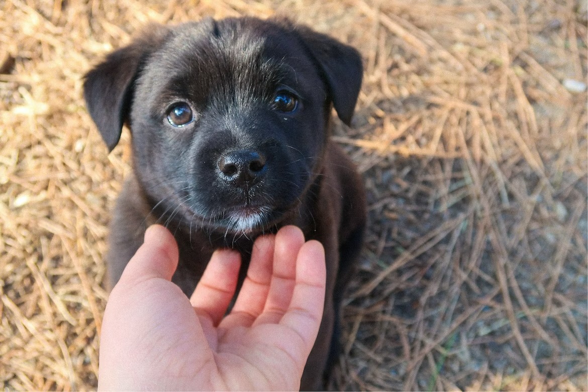 motivational study puppy