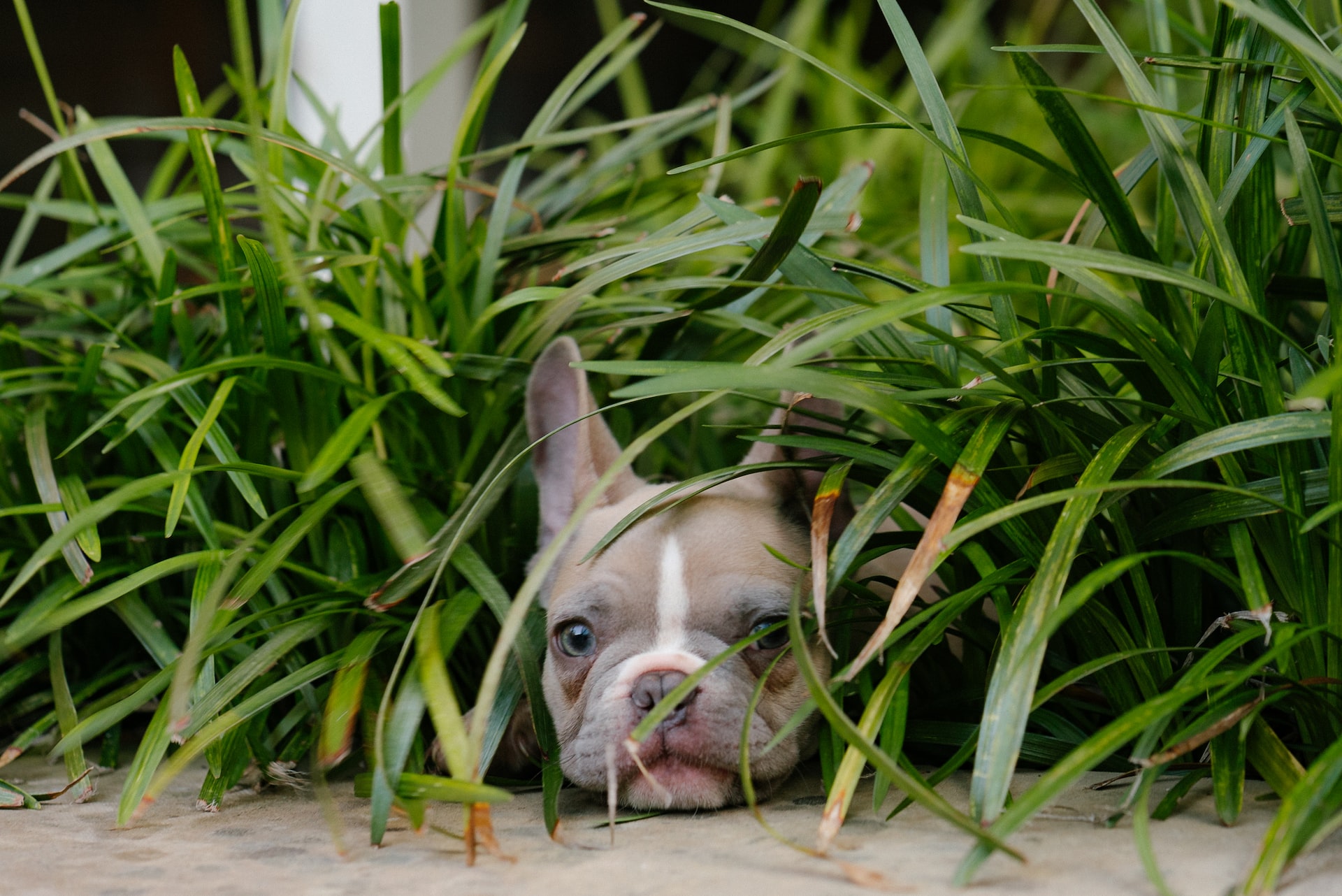 funny gray French bulldog stuck in grass