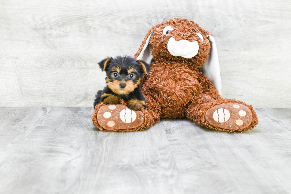 Meet Becca - our Yorkshire Terrier Puppy Photo 