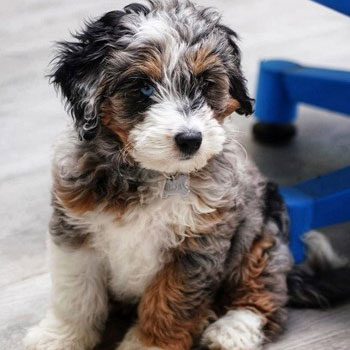 fluffy mini bernedoodle puppy