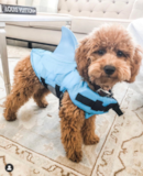 Puppy For Sale Premier Pups Petite Mini Goldendoodle Poodle Mix Pup