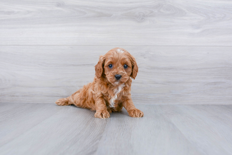 Meet Chloe - our Cavapoo Puppy Photo 2/2 - Premier Pups