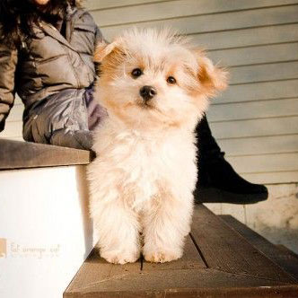 cream pomapoo dog with fluffy coat