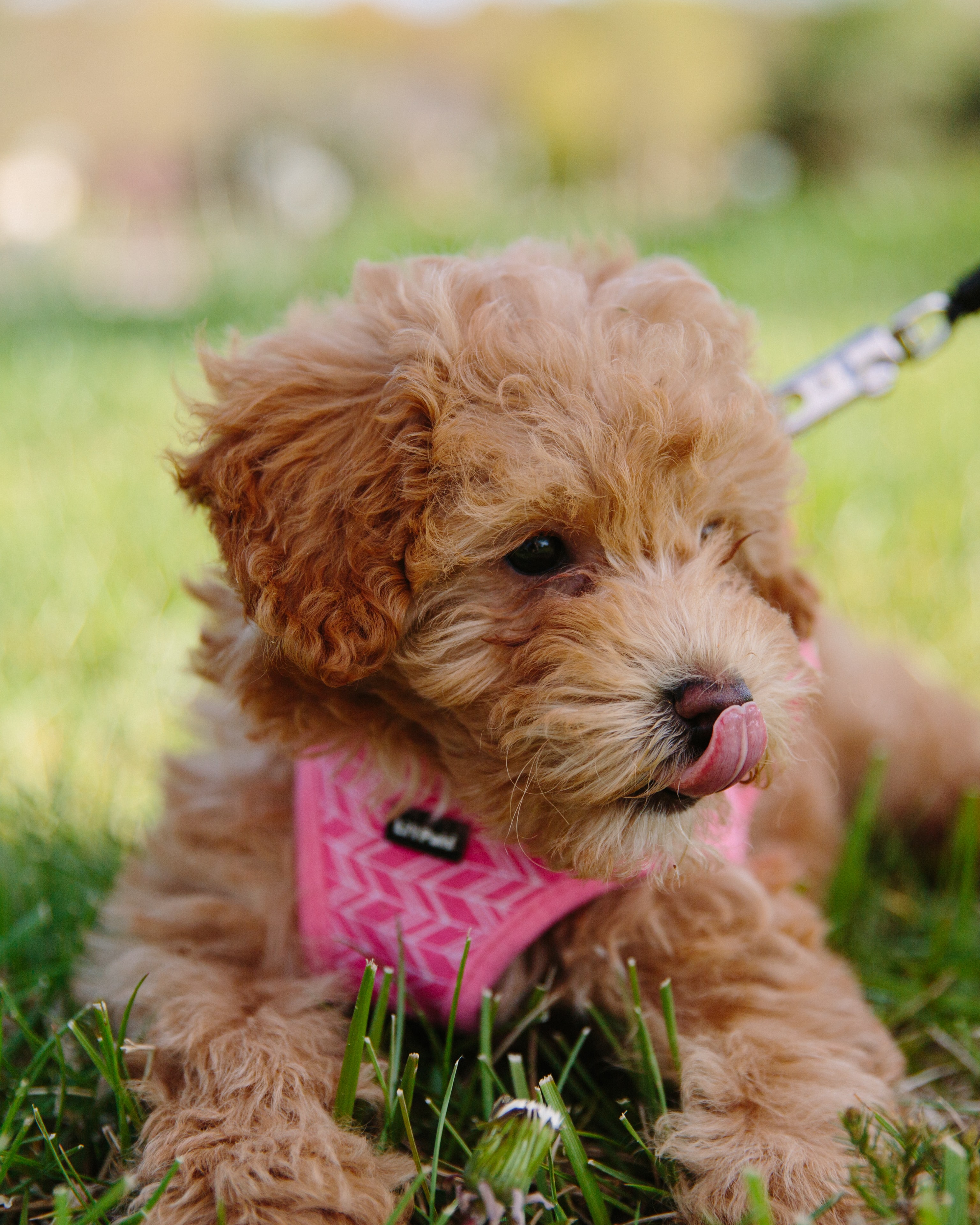 cavapoo wearing a pink harness