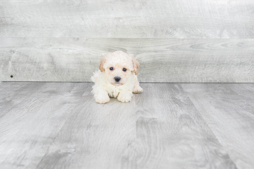 Meet Evan - our Maltipoo Puppy Photo 3/3 - Premier Pups