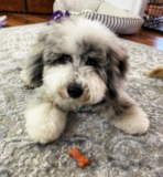 Mini Sheepadoodle Being Cute