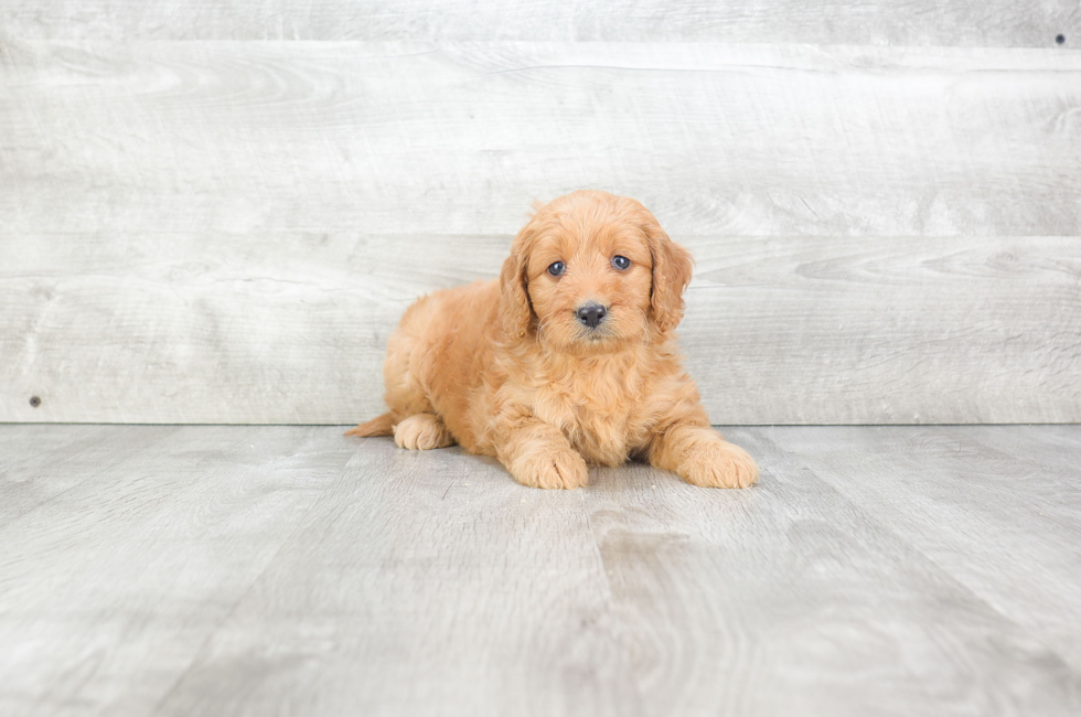 Mini goldendoodles for sale near me