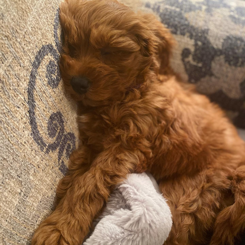 dark apricot cockapoo puppy napping on a tan blanket