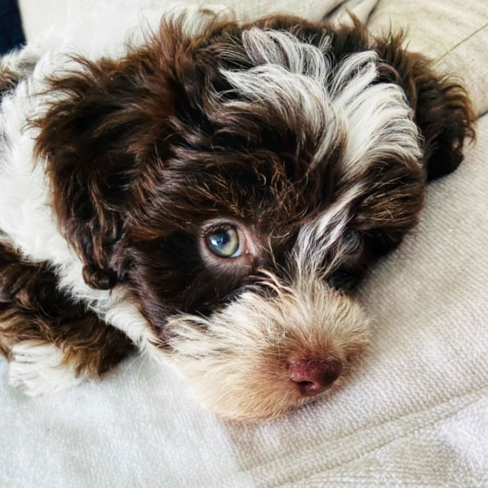 Adorable Poochon Pup