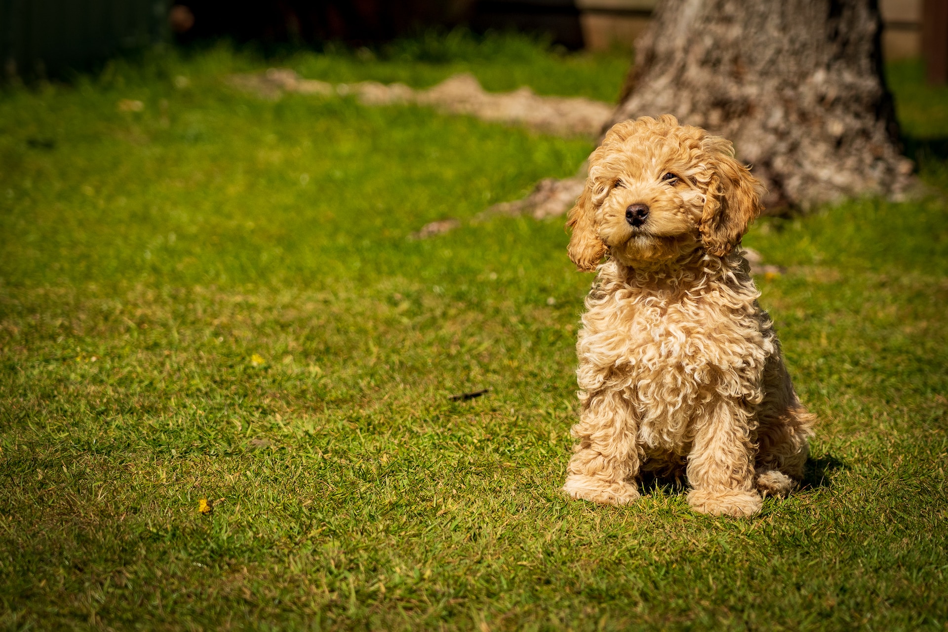 Cockapoo on green grass field during daytime