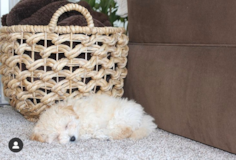 Hypoallergenic Bichpoo Poodle Mix Pup