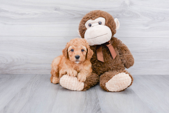 Mini Goldendoodle Puppy for Adoption