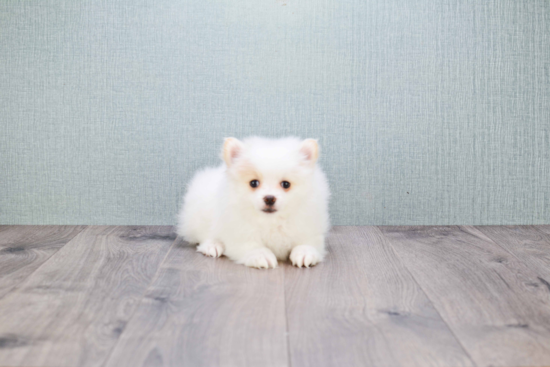 Popular Pomeranian Purebred Pup