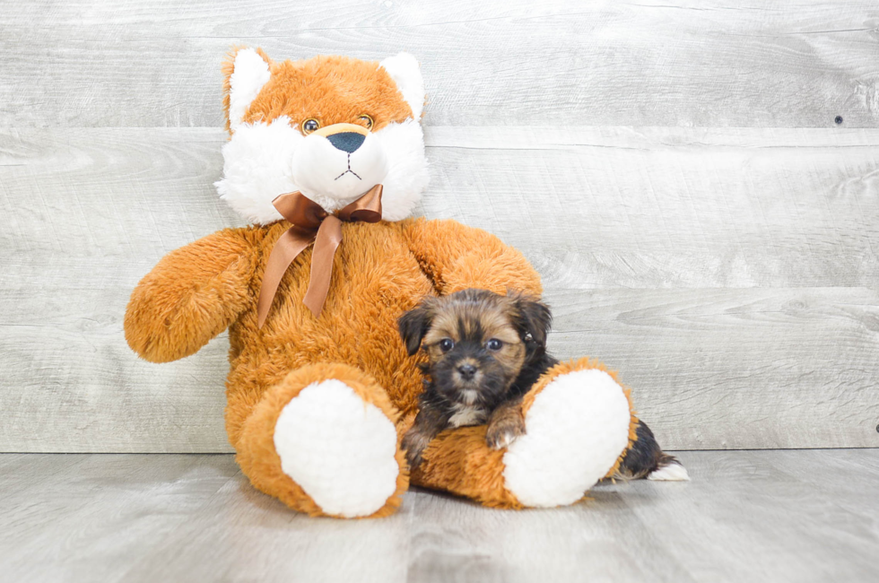 Shorkie puppies for sale | Small cross breed puppies for sale in Ohio