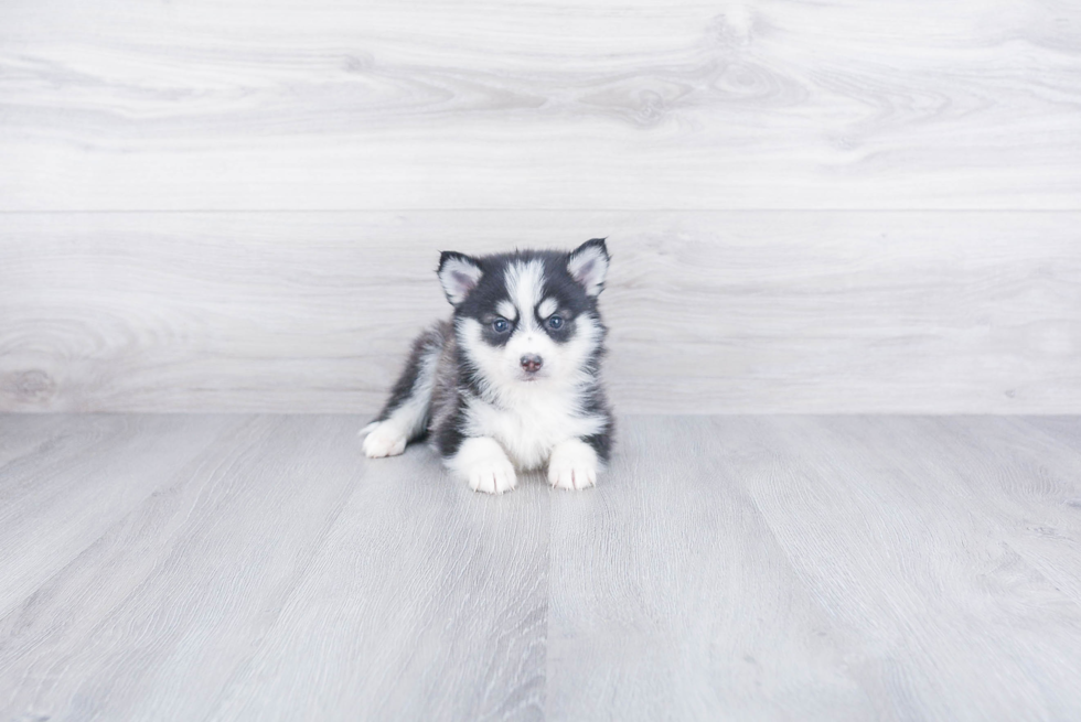 Pomsky Pup Being Cute
