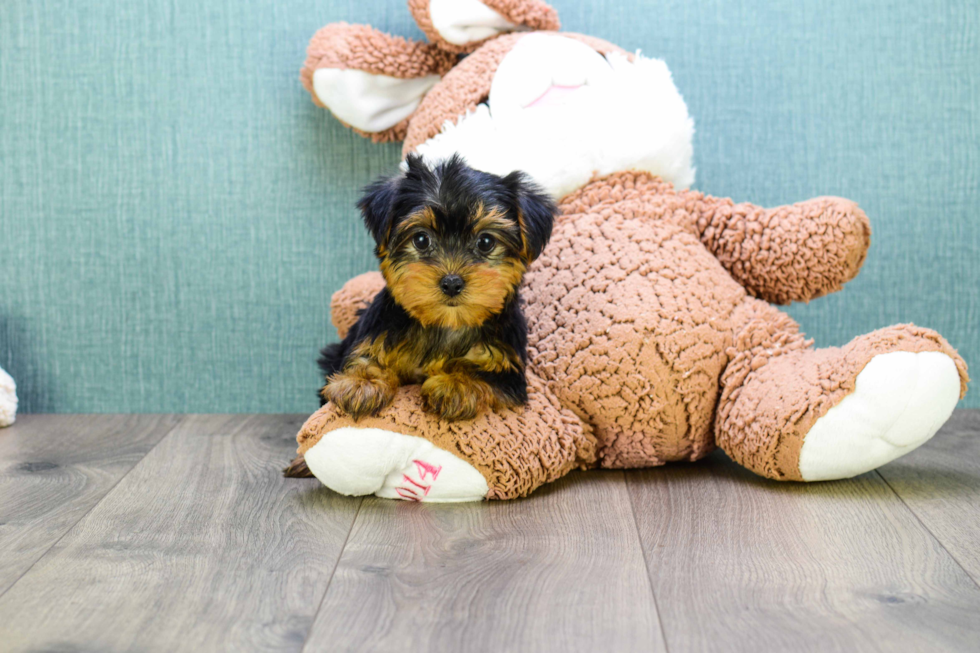 Meet Micro-Teacup-Twinkle - our Yorkshire Terrier Puppy Photo 