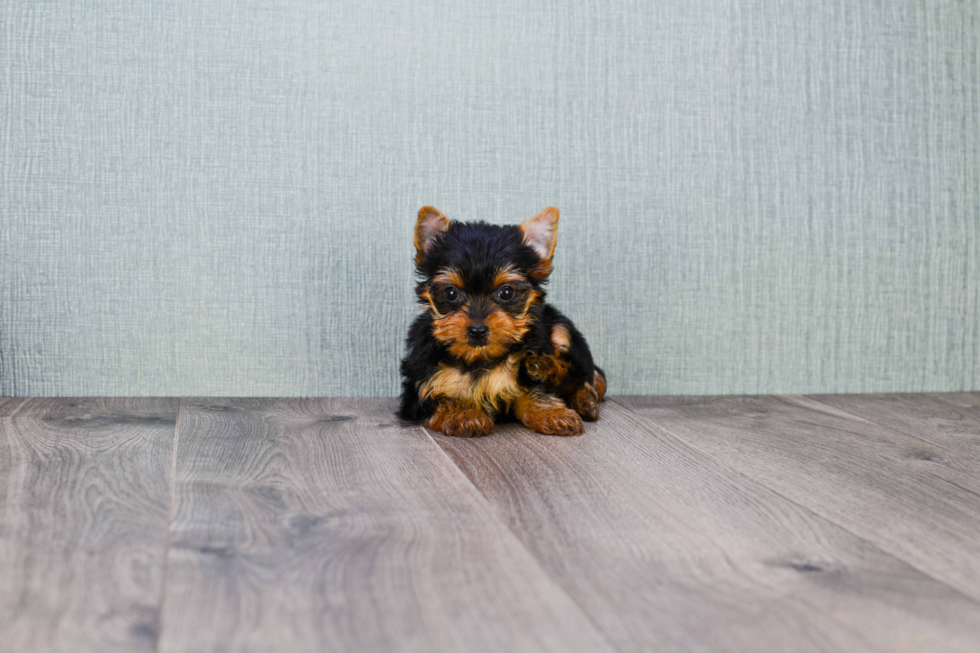 Meet Lily - our Yorkshire Terrier Puppy Photo 