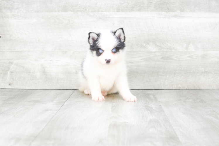 Meet Apollo - our Pomsky Puppy Photo 1/4 - Premier Pups