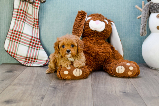 Best Cavapoo Baby