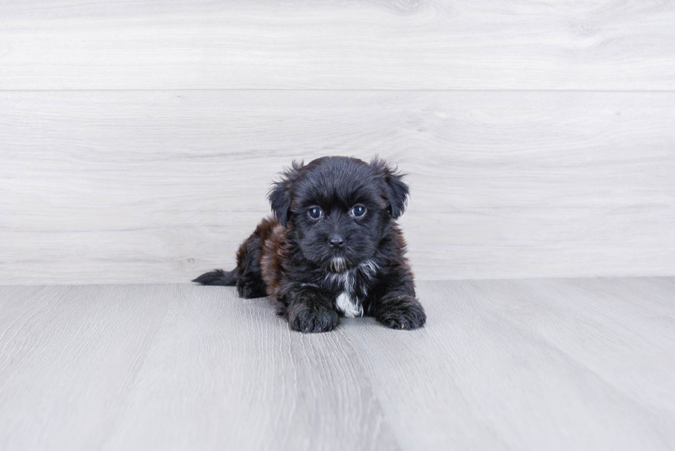 Small Shorkie Baby