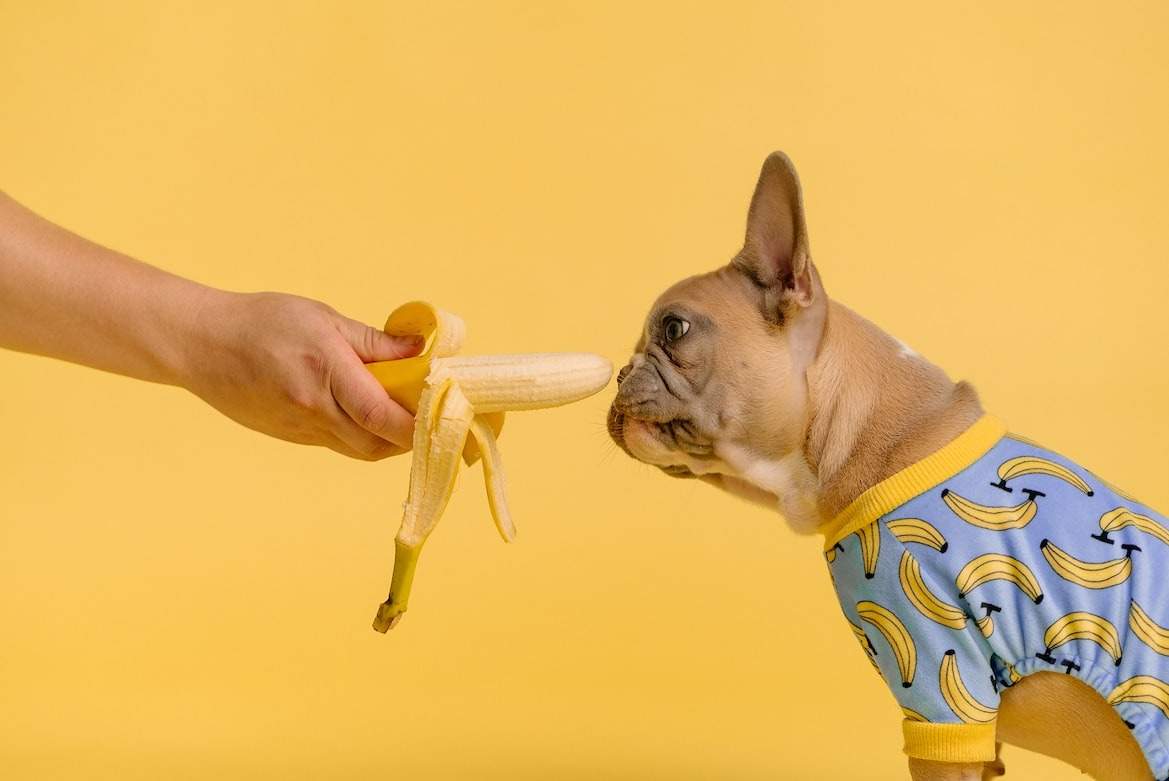 person holding a banana and dog smelling it