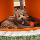 Puppy For Sale Premier Pups Popular Cavapoo Poodle Mix Pup