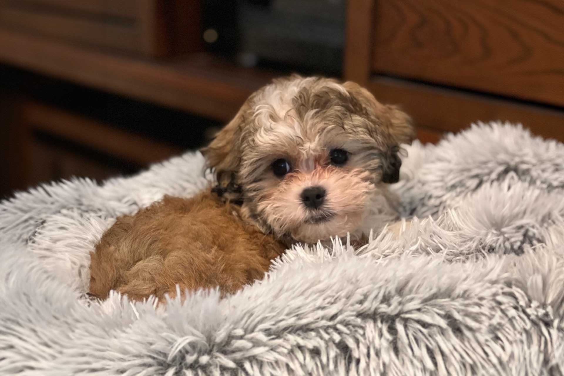 Maltese and shih tzu hot sale puppies