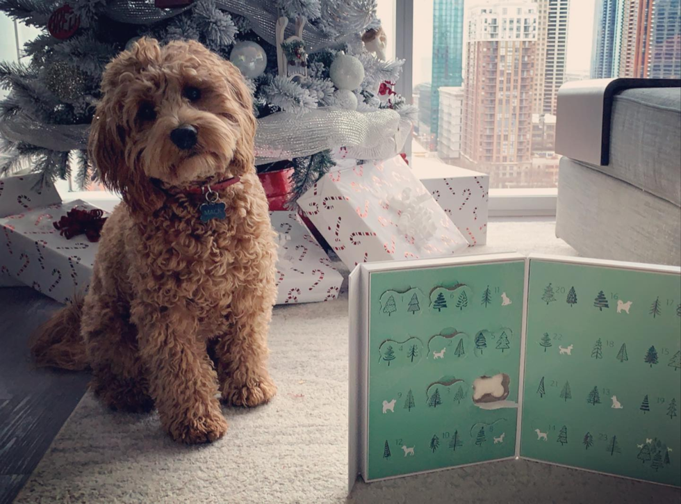 are cockapoos good dogs for allergy sufferers