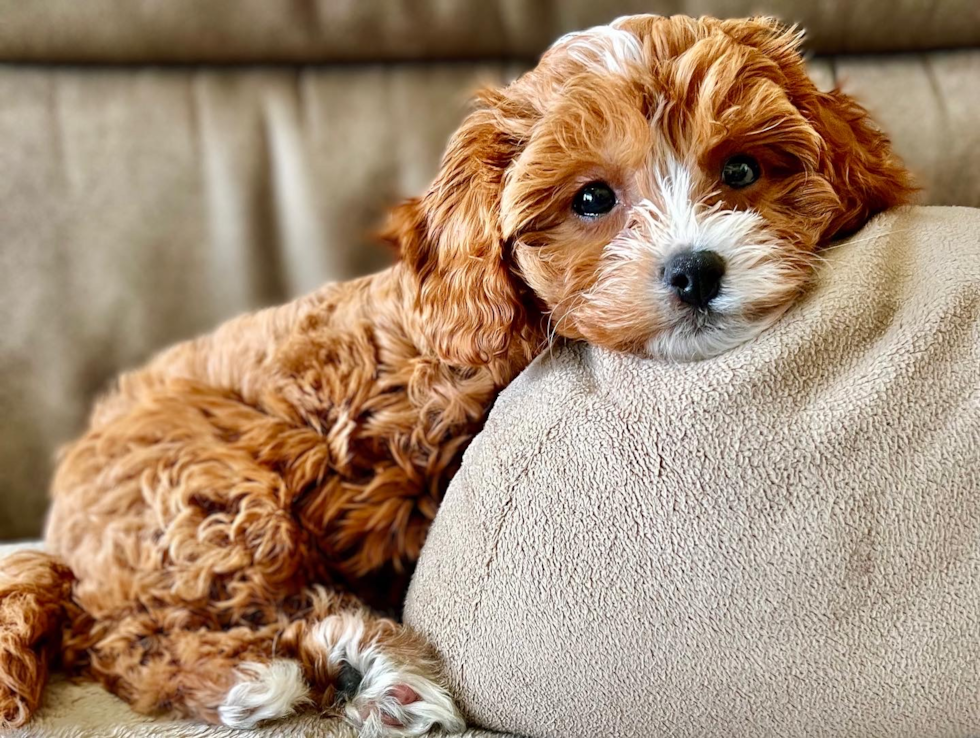 sweet cavapoo dog on a couch